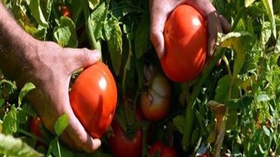 موسم زراعي «مضروب».. فيروس الأوراق المتجعدة يدمر محصول الطماطم.. العفن الهبابي يتسبب في انخفاض إنتاجية «المانجو».. تحذيرات من ذبابة الفاصوليا.. وخبير يكشف الأسباب ويطالب بدعم الدول