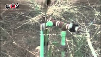 بالفيديو.. قرية «الشيخ علي» بقنا تبحث عن قطرة ماء.. انقطاع المياه يصيب الأهالي بالفشل الكلوي وتليف الكبد.. ظاهرة «أطفال الجراكن» تجتاح شوارع القرية.. والمسئولون غائبون عن المشهد