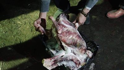 ضبط ٥ كلاب مذبوحة داخل ثلاجة بشبرا تمهيدا لبيعها (صور)