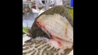 بالفيديو.. مطعم يقدم كل وجباته من الأسماك الحية