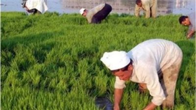 برلمانية تطالب بزيادة عدد المهندسين الزراعيين وإحياء دور الجمعيات