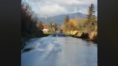 أسماك السلمون تعبر طريقا مزدحما بالسيارات في مشهد غريب (فيديو)