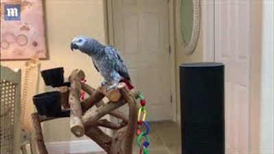 بالفيديو والصور.. ببغاء يتحدث إلى جهاز منزلي ويمنحه الأوامر