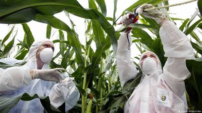 ولايتان أمريكيتان ترفضان تمييز المنتجات المعدلة وراثيّا