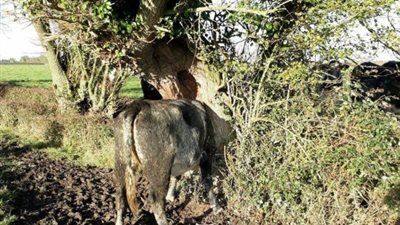 بالصور.. حادث غريب لبقرة حاولت حك رأسها فحشر رأسها في شجرة