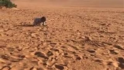 عائلة تترك طفلها وحيدا في البر تثير ضجة (فيديو)