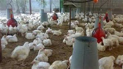 «الثروة الداجنة»: انتعاش مبيعات الدواجن في الأيام الأولى من كل شهر