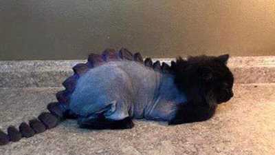 قطط بقصات وتسريحات غريبة تجذب أنظار رواد «فيس بوك» (صور)