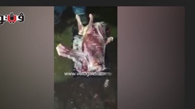 إقالة مدير محطة بهتيم بعد واقعة «لحوم الكلاب»