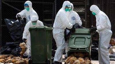 ظهور نوع خطير من إنفلونزا الطيور في ألمانيا