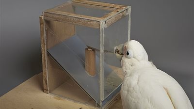 كيف تمكن ببغاء من الوصول لطعامه بذكاء (فيديو وصور)