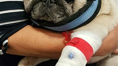 كلب يبتلع عصا كباب كاملة (صور)