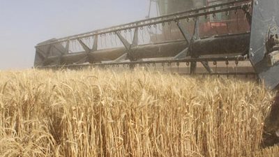 توريد 122 ألفا و256 طن قمح بالغربية