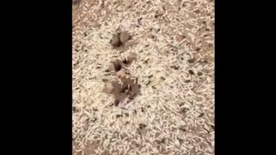 مشهد مذهل لمملكة نمل تجفف مخزون أرز أغرقه المطر (فيديو)