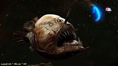 أغرب 8 مخلوقات بحرية (فيديو)