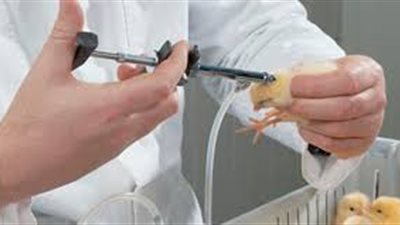 حقيقة حقن الدواجن بالهرمونات لزيادة الإنتاج