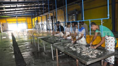 بالصور.. بدء التشغيل التجريبي لمصنع «مصر - أسوان» لتصنيع الأسماك