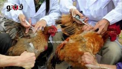 حقيقة حقن الدواجن بالهرمونات لزيادة الإنتاج (صوت)