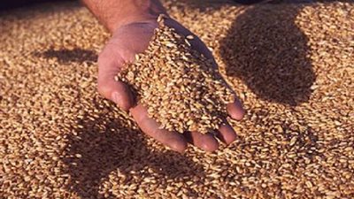 العراق يشتري 200 ألف طن قمح من كندا وأستراليا