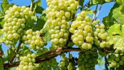 تفسير حلم العنب الأخضر للرجل والمتزوجة والحامل في المنام