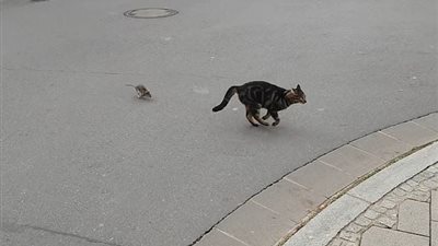 فأر يطارد قطا في مشهد لا يصدق (فيديو وصور)