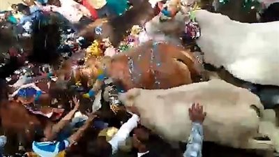 الهندوس يسمحون للأبقار بدهسهم في طقس ديني (فيديو وصور)