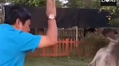 رجل يستفز «كنغر» لملاكمته (فيديو وصور)