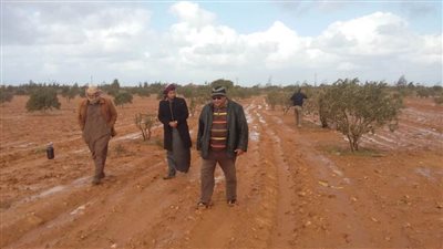 بحوث الصحراء: 225 مزرعة زيتون تطبق برنامج الممارسات الزراعية الجيدة بمطروح