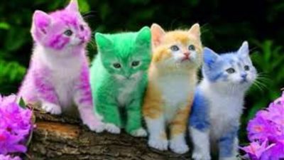 تفسيرحلم القطط الملونة للرجل والعزباء والمتزوجة في المنام