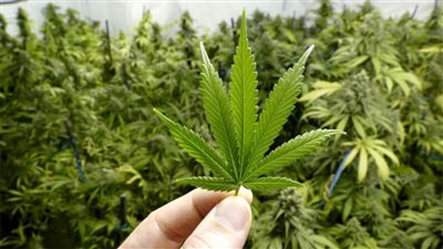 مكتب العمل السويدي يعلن عن احتياجه لـ 20 مزارعا لمخدر الحشيش