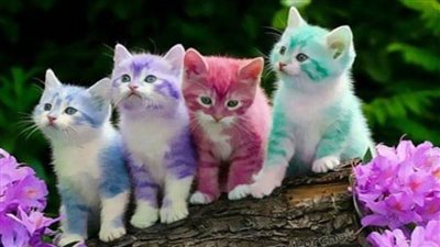 تفسير حلم القطط الملونة للرجل والعزباء والمتزوجة