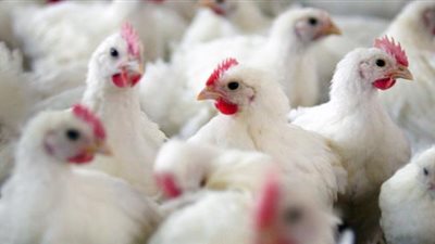 أول ظهور لنوع خطير من إنفلونزا الطيور في ألمانيا