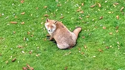 الثعلب الأكثر بدانة في بريطانيا