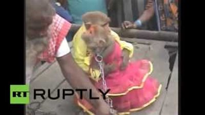 بالفيديو.. رجل دين يبارك حفل زفاف لـ«قردين» بحضور 200 مدعو