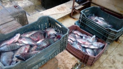 الركود يضرب مبيعات الأسماك في الدقي (صور)