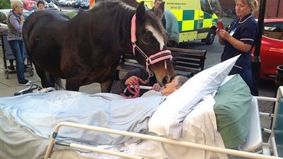 بالصور.. حصان يودع صاحبته مريضة السرطان بالقبلات