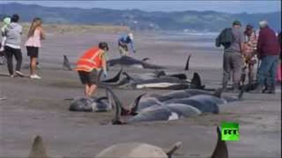 بالفيديو.. 60 حوتا تنتحر على سواحل نيوزيلندا
