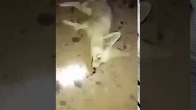 شباب يعذبون ثعلبا بطريقة وحشية تثير استياء السعوديين (فيديو)