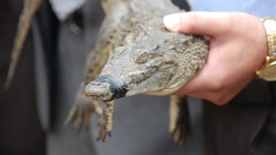 «البيئة»: تسليم تمساح ناهيا إلى حديقة الحيوان بالجيزة