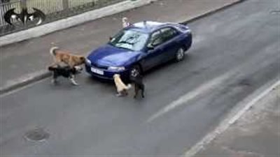 بالفيديو.. كلاب وحشية تهاجم سيارة
