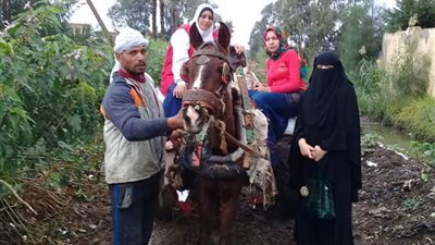 عربة كارو وسيلة نقل فريق حملة الكشف عن فيروس سي بدمياط (صور)