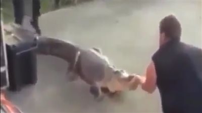 رجل ينجو بأعجوبة من فك تمساح ضخم (فيديو)