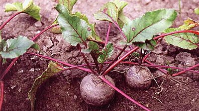 مصادر تحذر من تدهور إنتاجية بنجر السكر بسبب موجات البرد