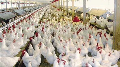 أسعار الدواجن اليوم 12/ 11/ 2018.. والبيضاء بـ28 جنيها