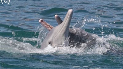 أغرب سلوك لدولفين لجذب الإناث (فيديو صور)