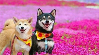 جلسة تصوير رومانسية لكلبين (صور)