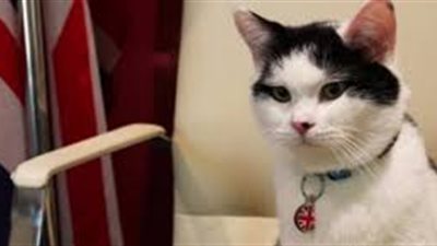 «حيوانات في مناصب رفيعة».. بريطانيا تمنح «قط» الصفة الدبلوماسية.. و«تياو» أول شمبانزي ترشح لمنصب سياسي.. «كلب» يفوز بالعمدة في كاليفورنيا.. والقطة «ستابس&#