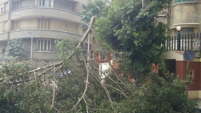 تقليم أشجار «شامبليون» بعد حجبها الرؤية عن كاميرات المرور (صور)