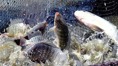 استقرار أسعار الأسماك في الأسواق بعد افتتاح «غليون».. تقرير