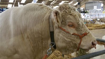 مزرعة تخطط لذبح 